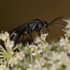 Episyron quinquenotatus