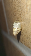Drymaeus rufolineatus