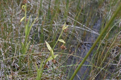 Epipactis gigantea