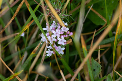 Valeriana montana