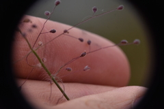 Dichanthelium acuminatum