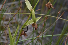 Epipactis gigantea