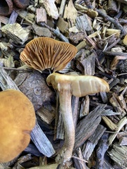 Psathyrella piluliformis