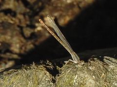 Argia translata