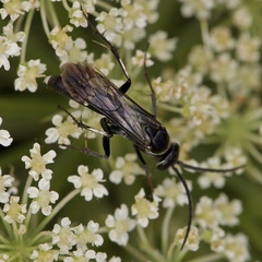 Episyron quinquenotatus