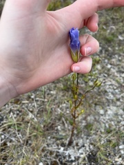 Gentianopsis