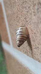 Drymaeus rufolineatus