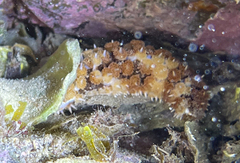Coscinasterias tenuispina
