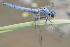 Erythemis collocata