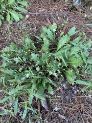 Micranthes petiolaris