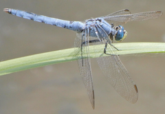Erythemis collocata