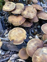 Psathyrella piluliformis
