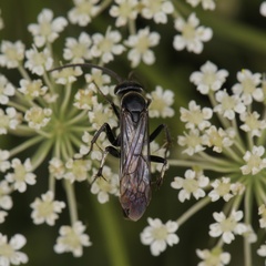 Episyron quinquenotatus