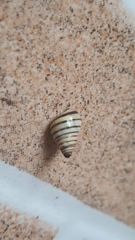 Drymaeus rufolineatus