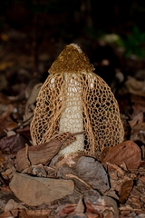 Phallus haitangensis