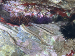 Parablennius pilicornis