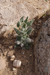 Codon royenii