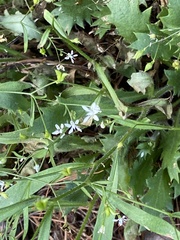 Micranthes petiolaris