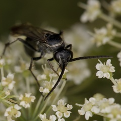 Episyron quinquenotatus