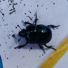 Geotrupidae