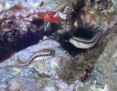 Parablennius pilicornis