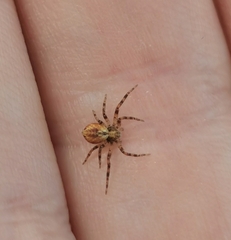 Philodromus aureolus