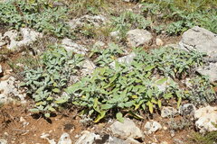 Salvia tomentosa