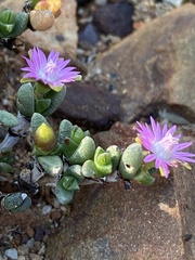 Antimima piscodora