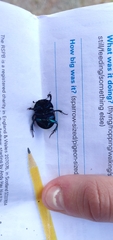 Geotrupidae