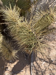 Opuntia comonduensis