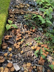 Psathyrella piluliformis