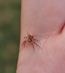 Philodromus aureolus