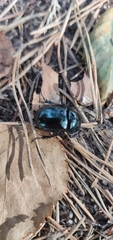 Geotrupidae