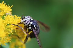 Spilomyia fusca