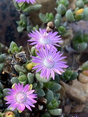 Antimima piscodora