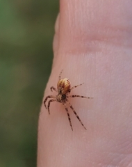 Philodromus aureolus