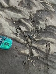 Sylvilagus cunicularius