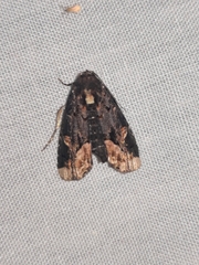 Homophoberia apicosa