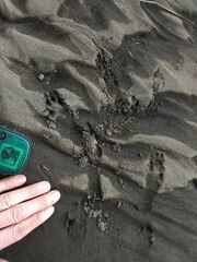 Sylvilagus cunicularius