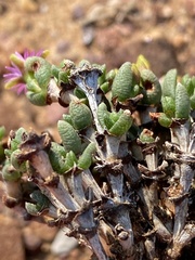 Antimima piscodora