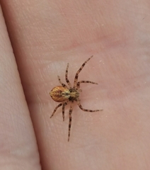 Philodromus aureolus