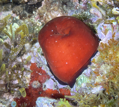 Actinia mediterranea