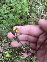 Melilotus officinalis