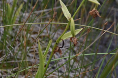 Epipactis gigantea