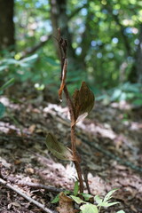 Epipactis krymmontana