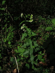 Vincetoxicum hirundinaria