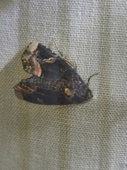 Homophoberia apicosa