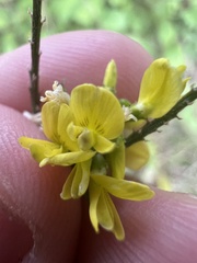Melilotus officinalis