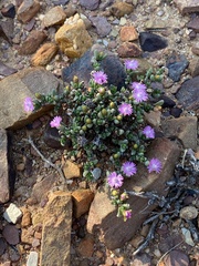 Antimima piscodora