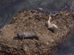 Phoca vitulina richardii